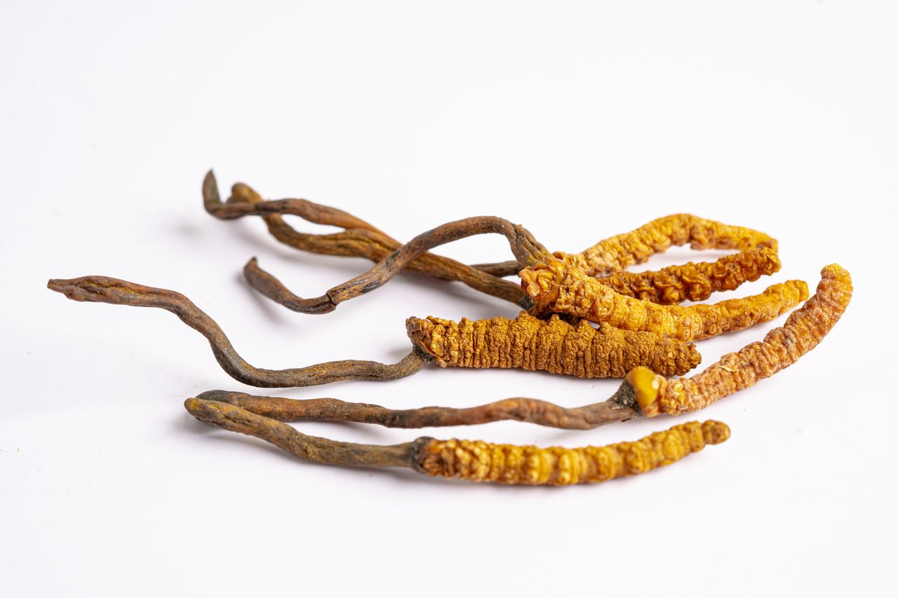 Cordyceps: The Natural Performance Enhancer for Athletes and Fitness Enthusiasts