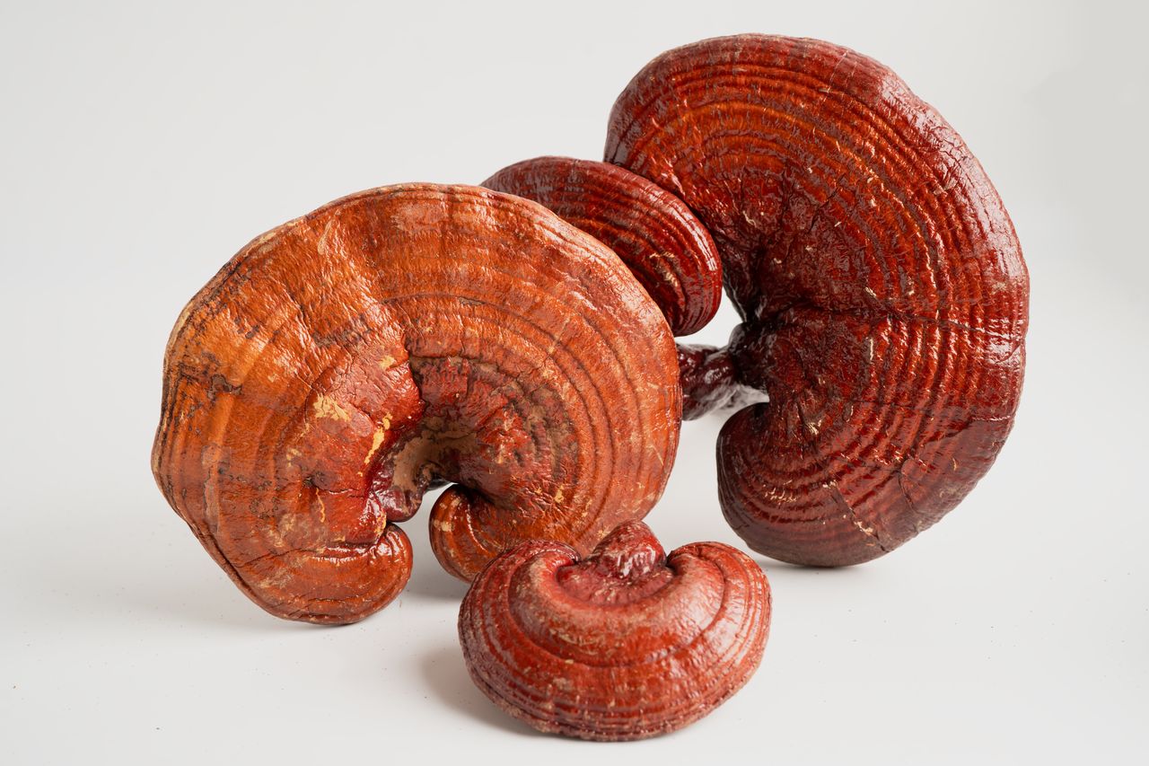 Gut Health and Mushrooms: How Reishi Supports Your Digestive System