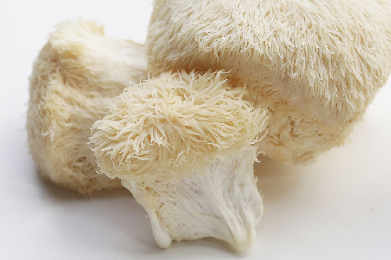 The Science of Mushrooms: How Functional Fungi Can Elevate Your Daily Wellness Routine